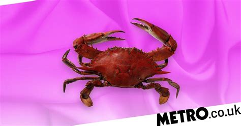 crab sex style